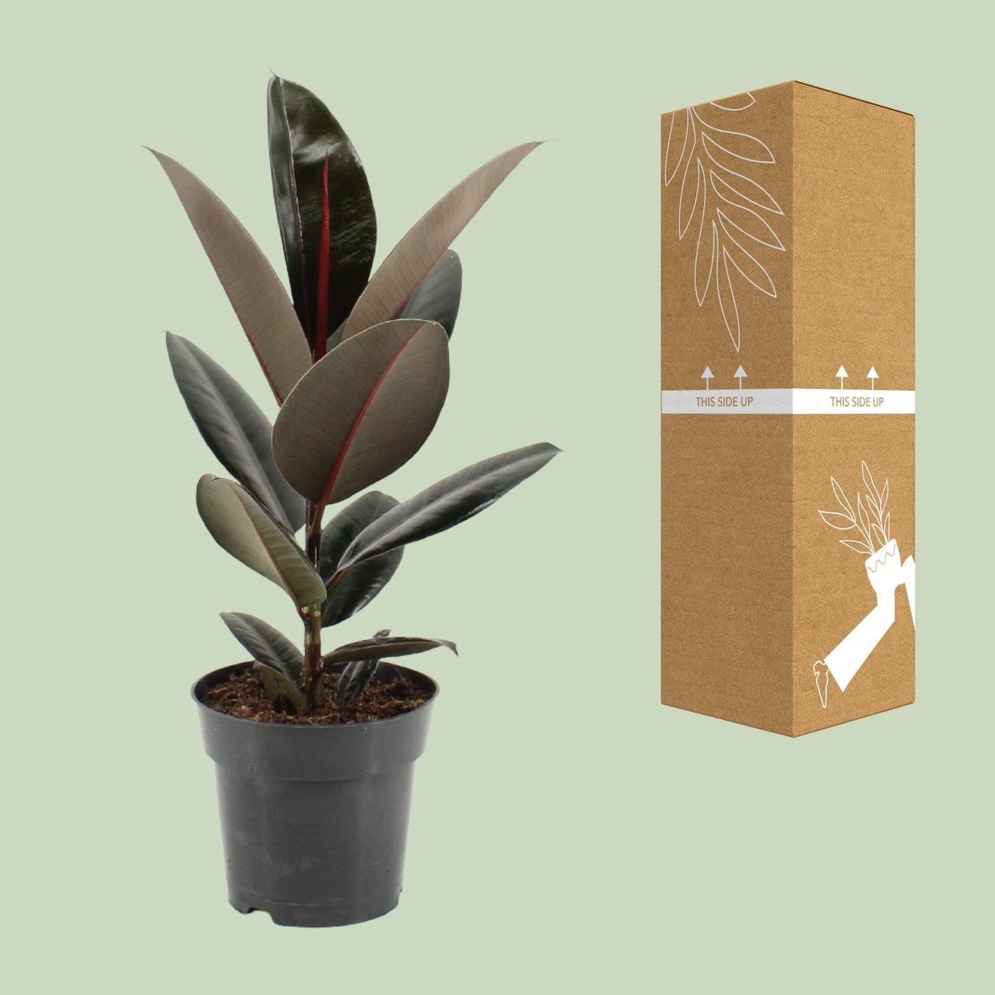 Ficus Elastica Abidjan – Pflegeleichter Gummibaum Ø17cm