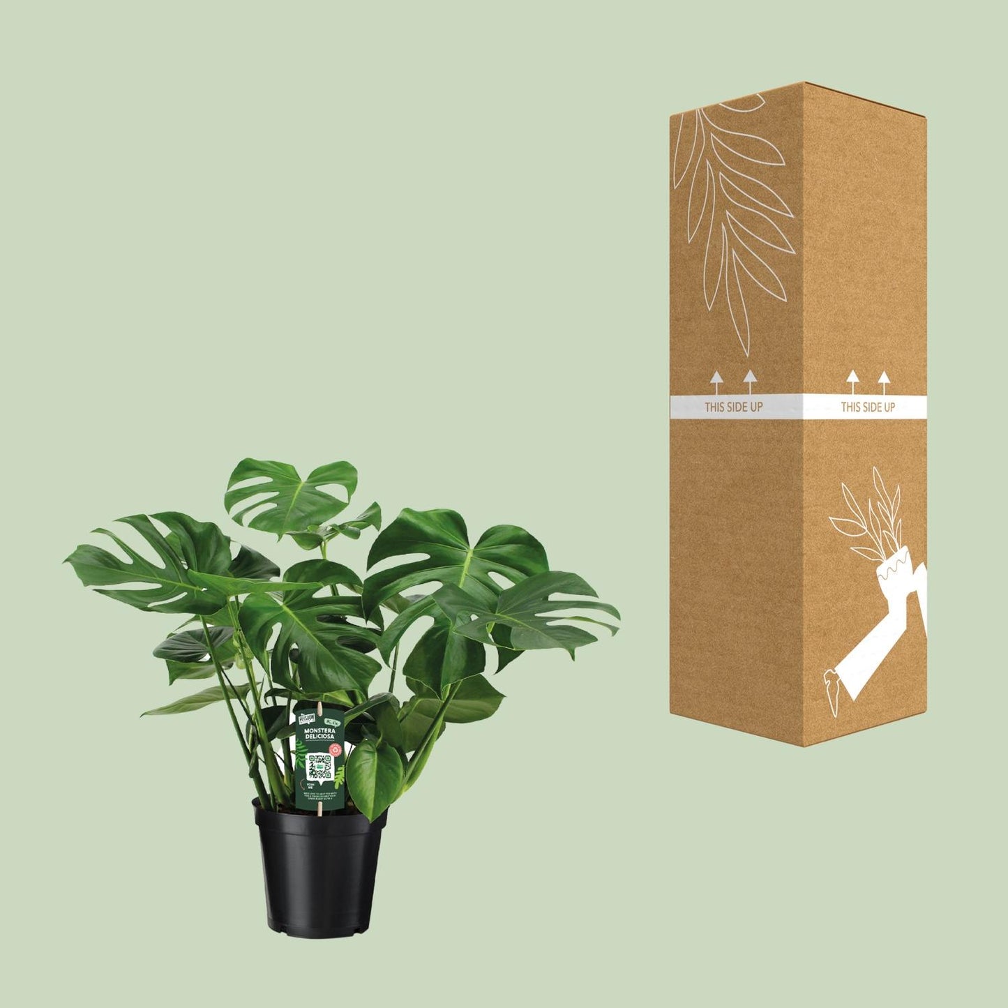 Monstera Deliciosa – Tropische Lochpflanze Ø21cm, 65cm hoch