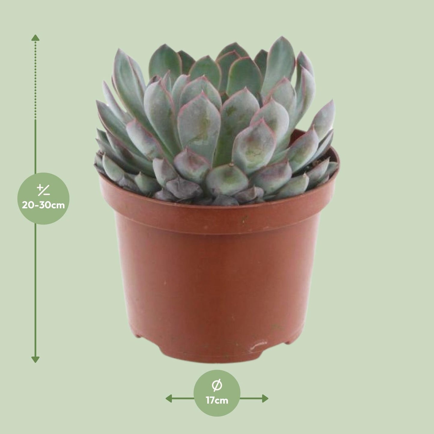 Echeveria Pelisuda – Pflegeleichte Sukkulente Ø17 cm