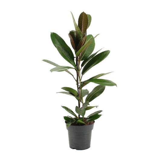 Ficus America Tresor – Kompakte, pflegeleichte Zimmerpflanze Ø17cm