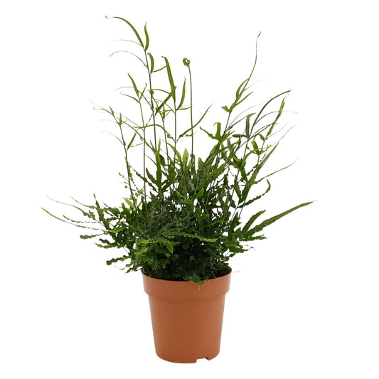 Pteris Evergreen – Pflegeleichter Zimmerfarn Ø12cm, 35cm hoch