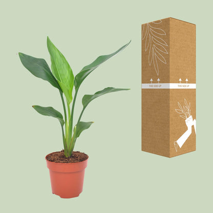 Strelitzie – Paradiesvogelblume 40 cm, pflegeleicht & exotisch