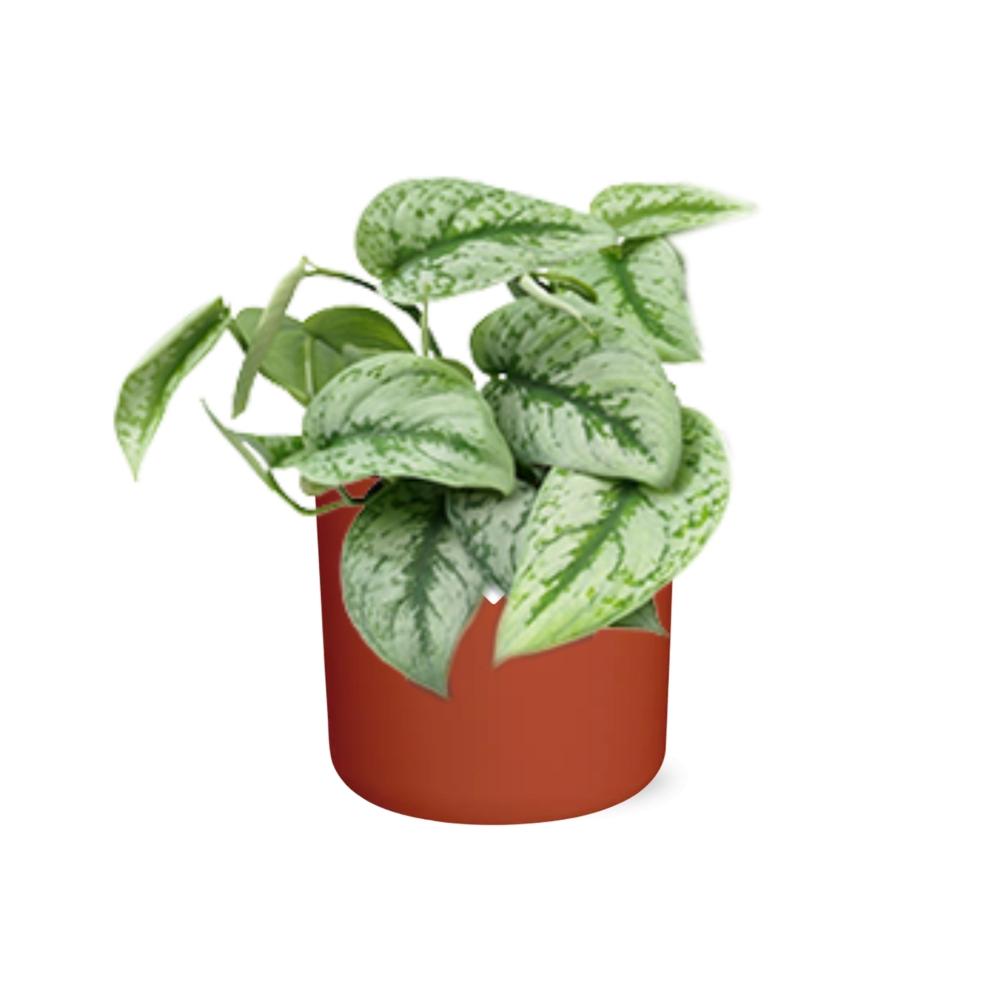 Scindapsus Pictus ‘Trebie’ – Luftreinigende Zimmerpflanze 14cm