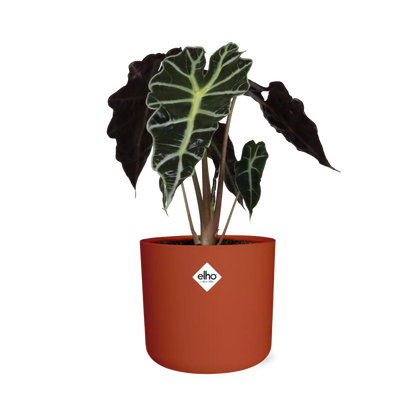 Alocasia ‘Polly’ in ELHO b.for soft rond 14cm brique