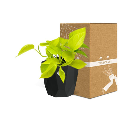 Epipremnum Pinnatum ‘Golden Pothos’ – pflegeleichte Zimmerpflanze