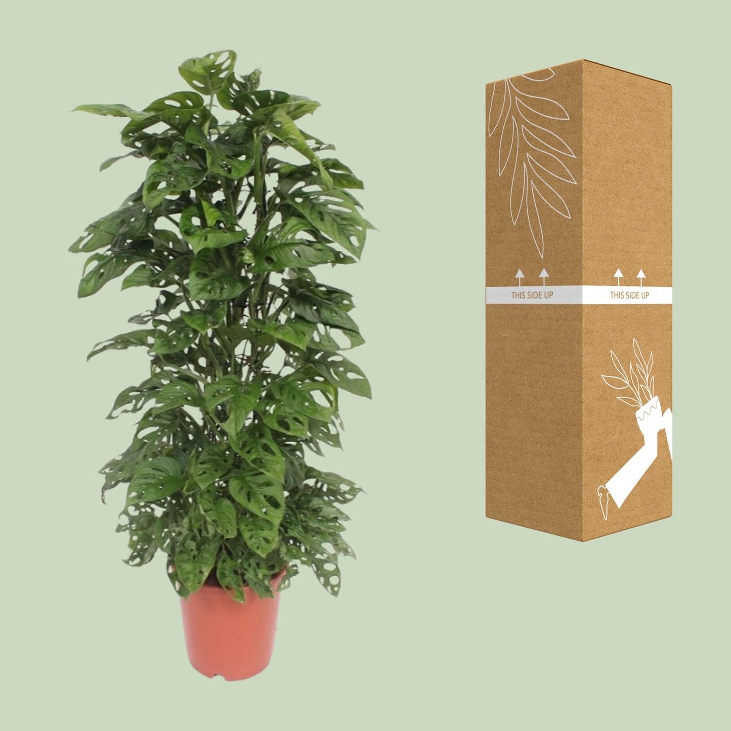 Monstera Monkey Leaf – Tropische Zimmerpflanze Ø24cm