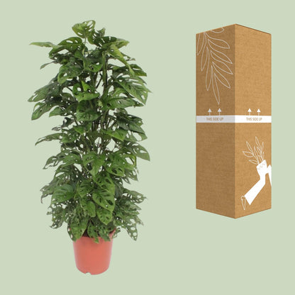 Monstera Monkey Leaf – Tropische Zimmerpflanze Ø24cm