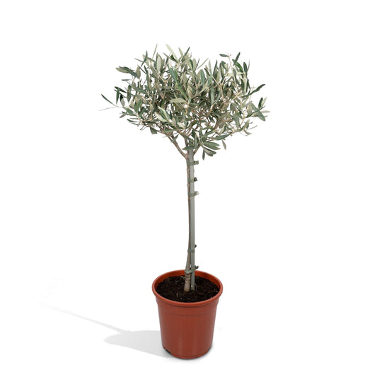 Olea Europaea – Mediterraner Olivenbaum Ø19cm, 90cm hoch