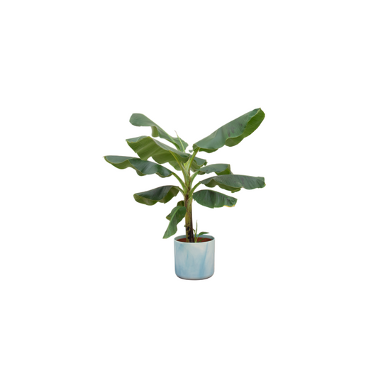 Bananenpflanze (Musa) im Ocean Round Topf Ø22 cm