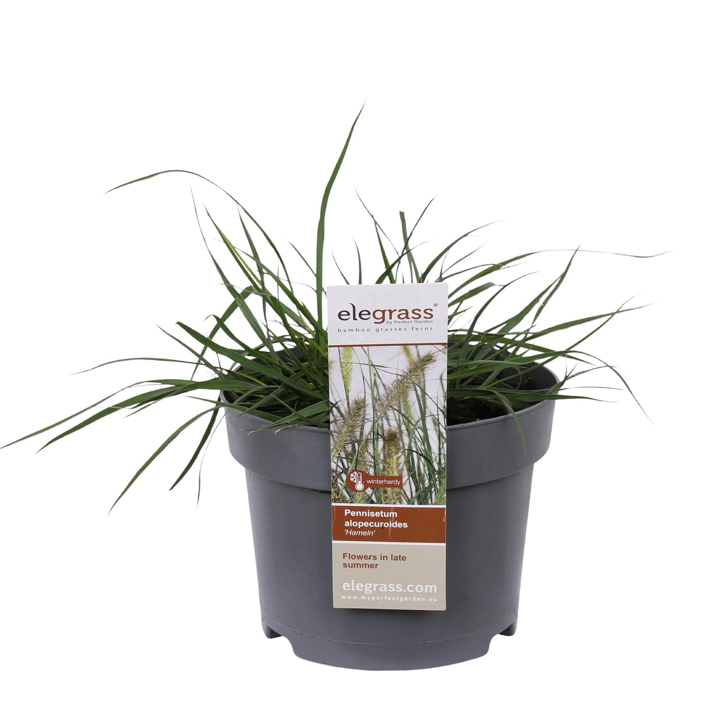 Pennisetum alopecuroides 'Hameln' – Kompaktes Lampenpolgras Ø19cm