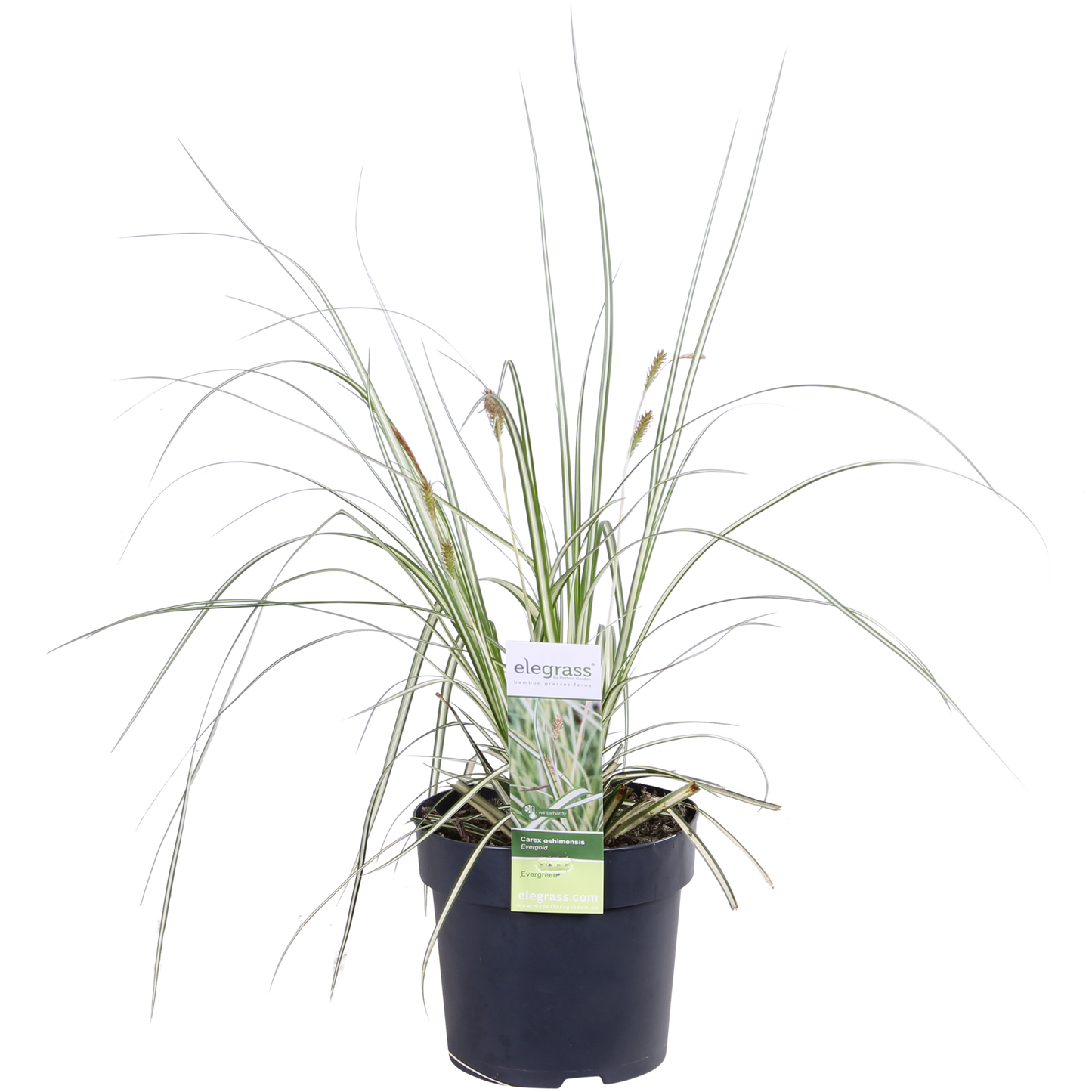 3x Carex hachijoensis 'Evergold' – Immergrünes Ziergras Ø14 cm