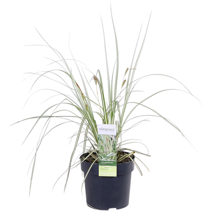 3x Carex hachijoensis 'Evergold' – Immergrünes Ziergras Ø14 cm