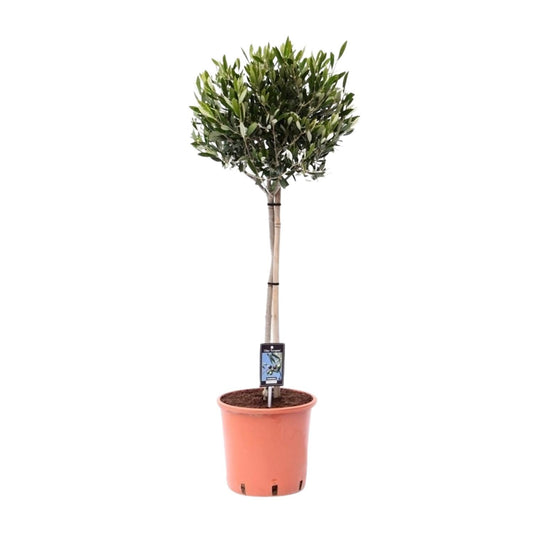 Olea Olijf – Mediterraner Olivenbaum Ø22cm, 90cm hoch