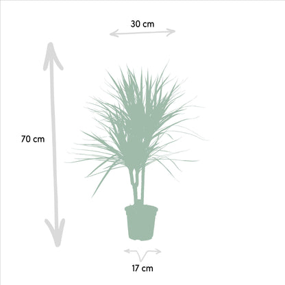 Dracaena Marginata – Pflegeleichter Drachenbaum Ø17cm, 90cm hoch