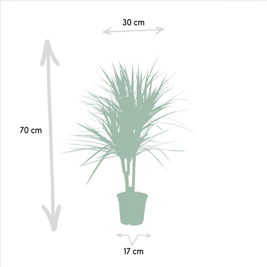 Dracaena Marginata – Pflegeleichter Drachenbaum Ø17cm, 90cm hoch