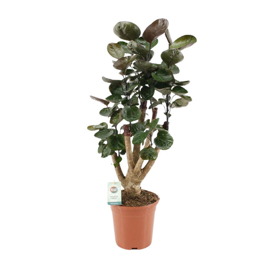Polyscias Fabian – Pflegeleichte Zimmerpflanze Ø17cm