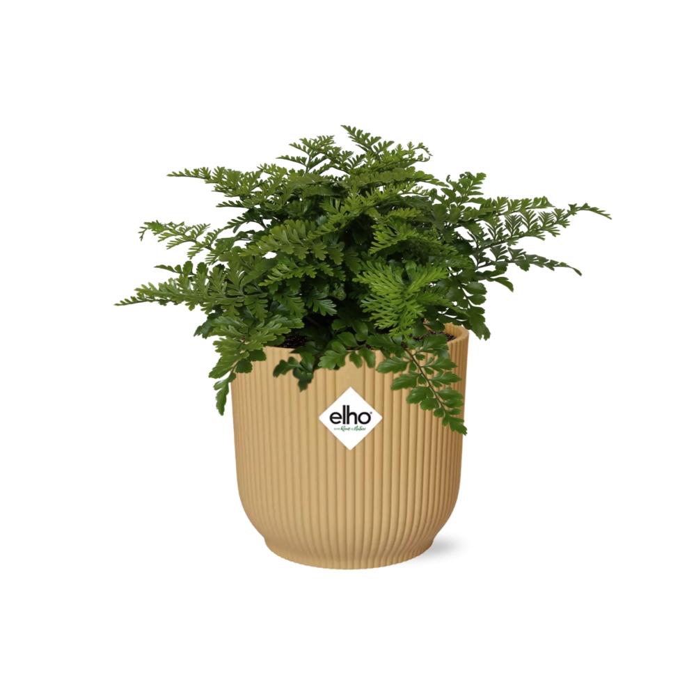 Asplenium Parvati – Pflegeleichte luftreinigende Zimmerpflanze im ELHO Vibes Fold Topf 14cm Gelb