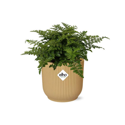 Asplenium Parvati – Pflegeleichte luftreinigende Zimmerpflanze im ELHO Vibes Fold Topf 14cm Gelb