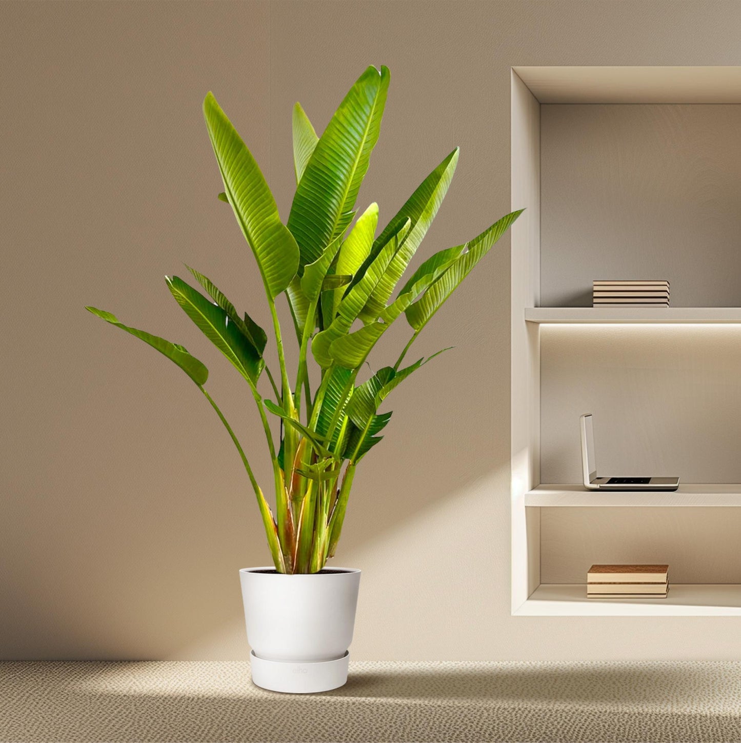 Strelitzia Augusta XXL – Weißer Paradiesvogel 225 cm