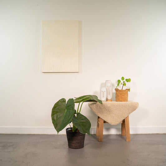 Alocasia Wentii – Elegantes Elefantenohr mit Korb Ø19cm