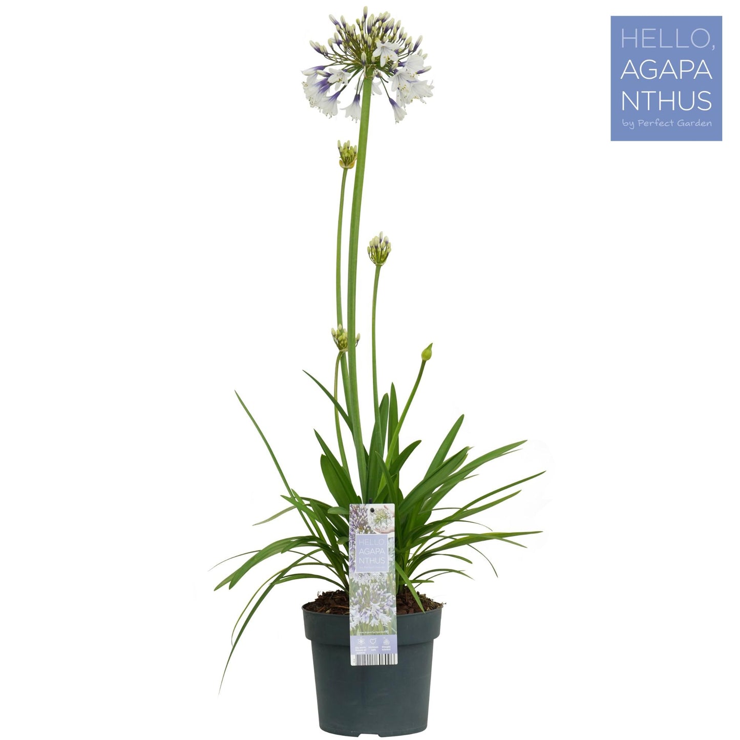 Agapanthus Fireworks – Elegante Blütenpracht Ø19cm