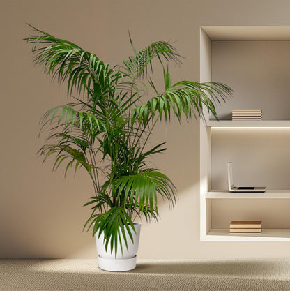 Kentia-Palme XXL – 260 cm, Ø 35 cm, pflegeleicht & robust