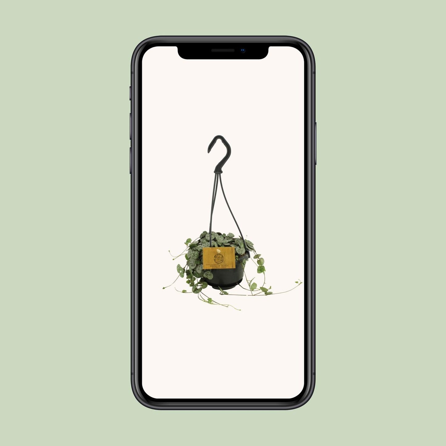 Ceropegia Woodii – Herzblattgirlande Ø10,5cm, Höhe 15cm