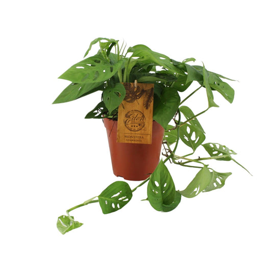 Monstera Adansonii – Pflegeleichte Zimmerpflanze Ø15cm
