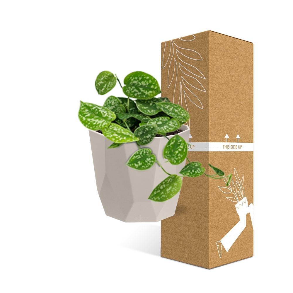 Scindapsus Pictus ‘Argyraeus’ in ELHO b.for rock 14 cm warm grey