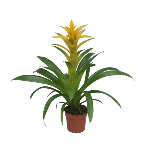 Guzmania Desire – Farbenfrohe tropische Zimmerpflanze Ø12 cm