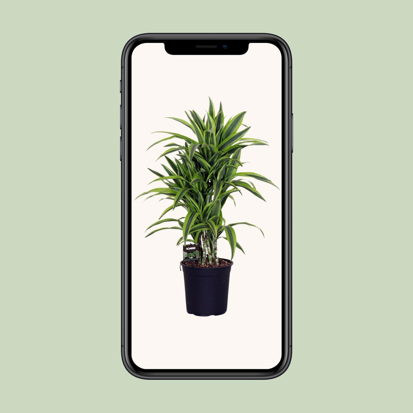 Drachenbaum Lemon Lime – Pflegeleichte Zimmerpflanze Ø24cm