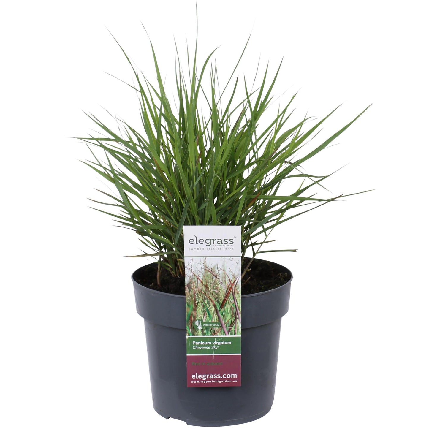 Panicum virgatum Cheyenne Sky – Kompaktes Ziergras Ø23cm