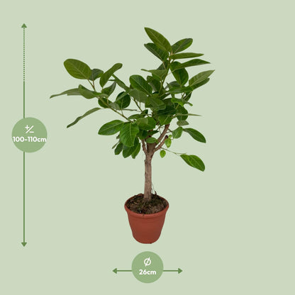 Ficus Altissima – Pflegeleichte Zimmerpflanze Ø26cm, 110cm hoch