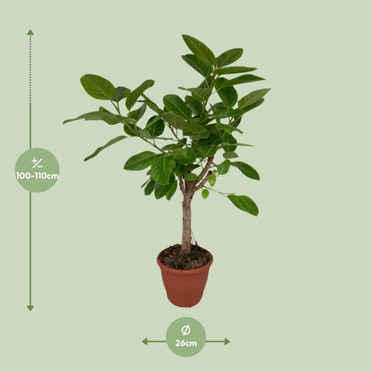 Ficus Altissima – Pflegeleichte Zimmerpflanze Ø26cm, 110cm hoch