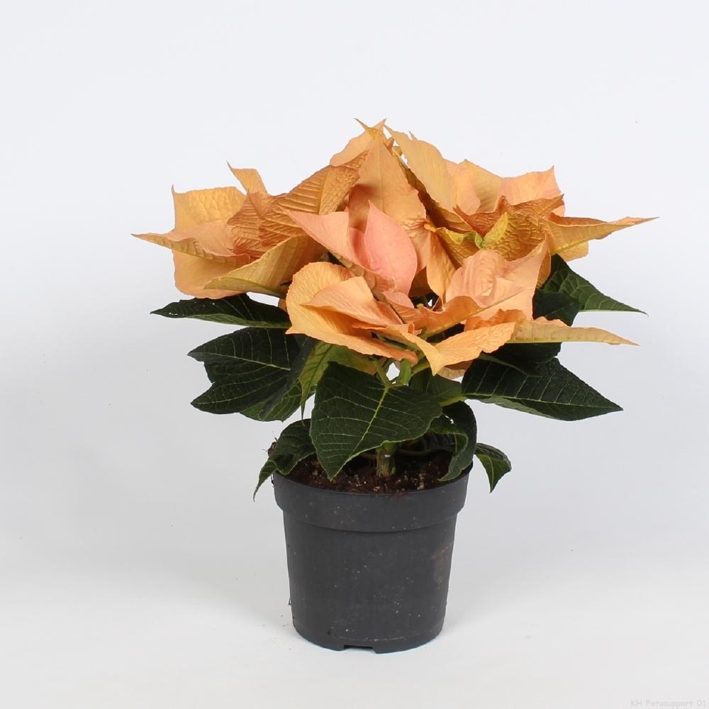Euphorbia 'Autumn Leaves' – Pflegeleichte Trendpflanze Ø10,5cm