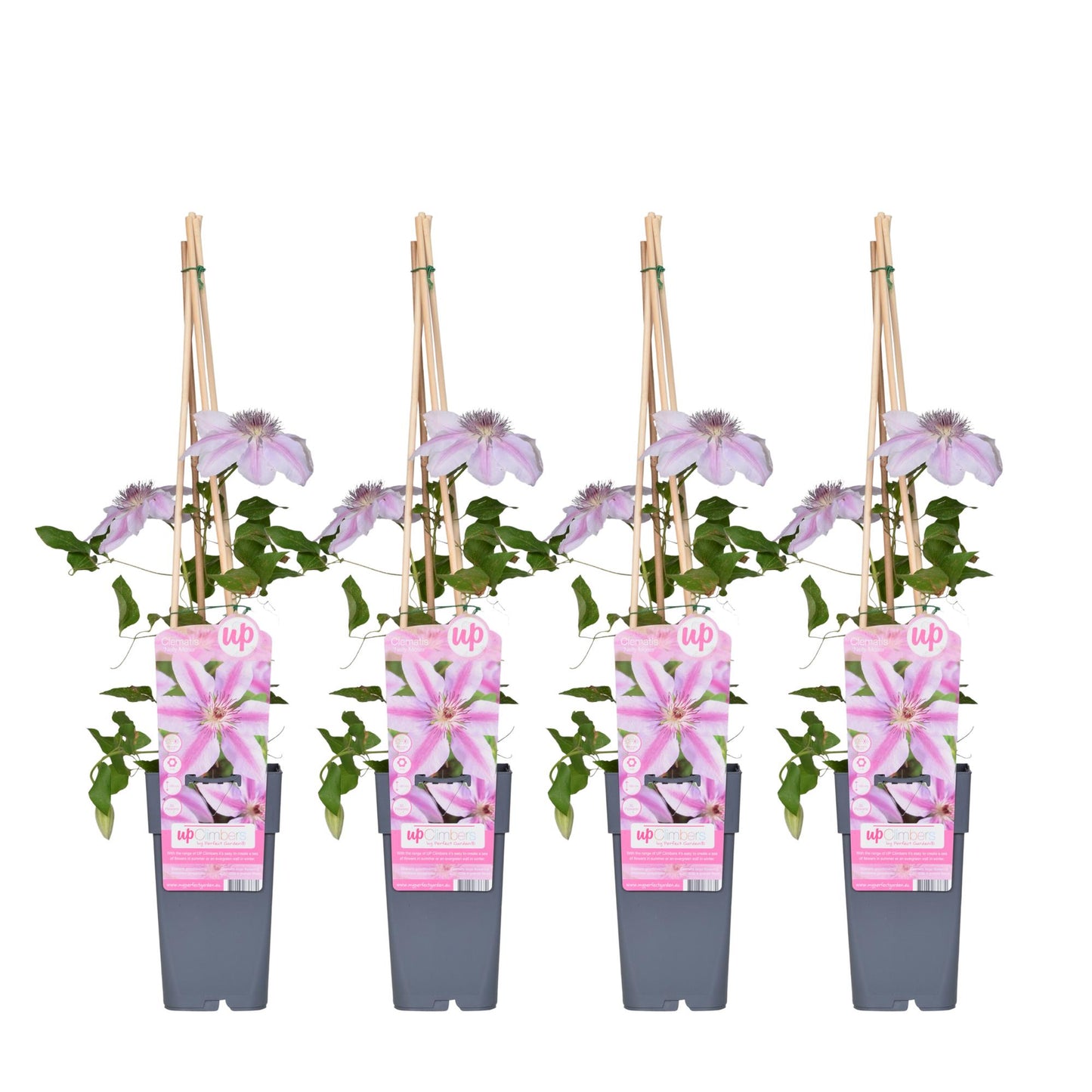 4x Clematis Nelly Moser – Blühender Kletterstar Ø15cm