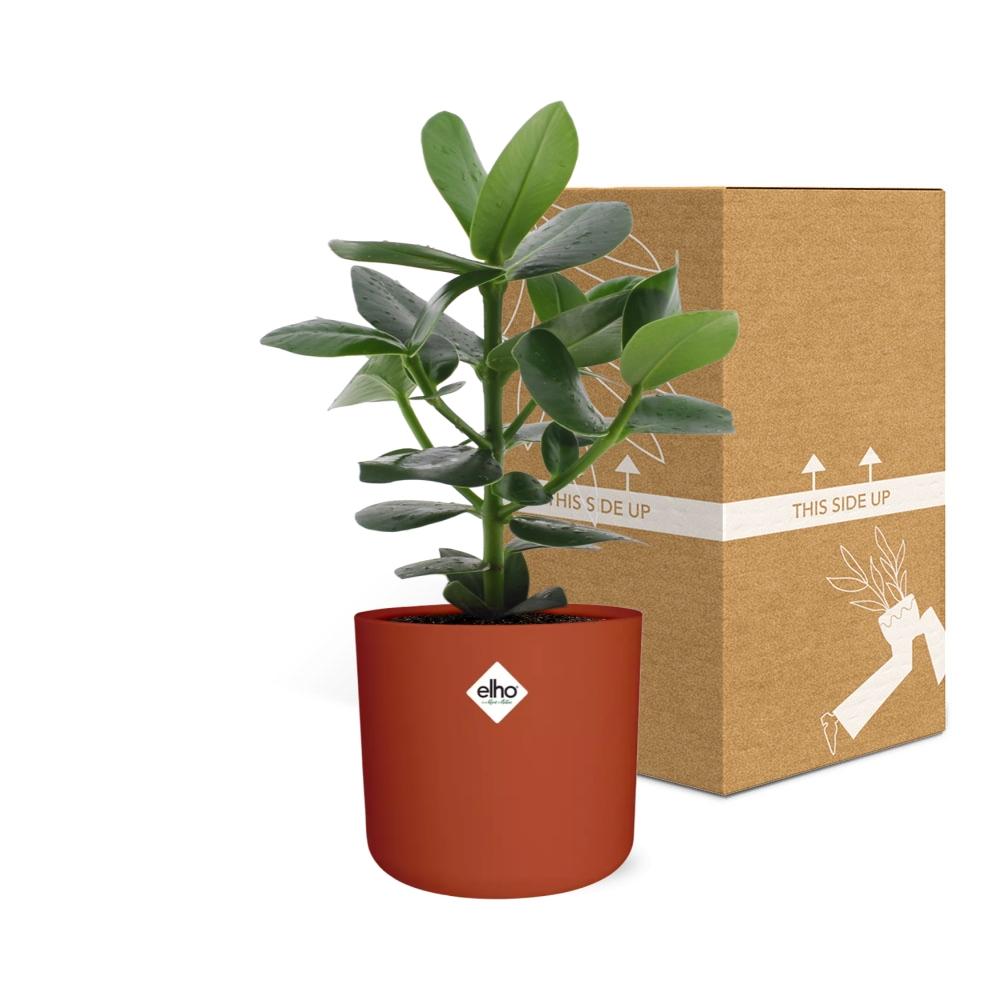Clusia Princess – Pflegeleichte tropische Zimmerpflanze im ELHO Topf 14 cm