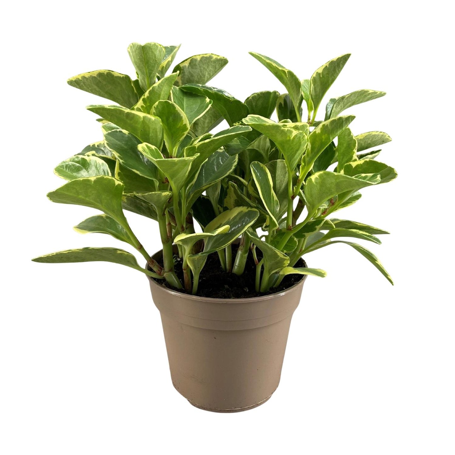 Peperomia Obtusifolia Variegata – Pflegeleichte Trendpflanze Ø15cm