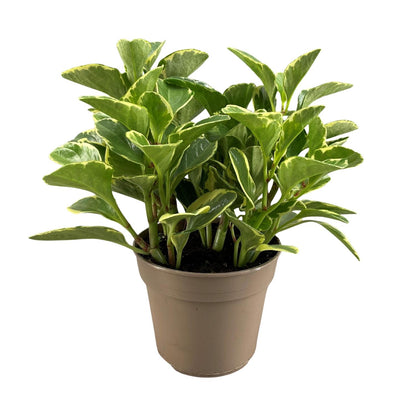 Peperomia Obtusifolia Variegata – Pflegeleichte Trendpflanze Ø15cm