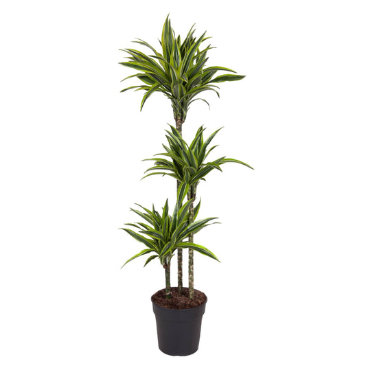 Dracaena Lemon Lime – Pflegeleichte Zimmerpflanze 130 cm