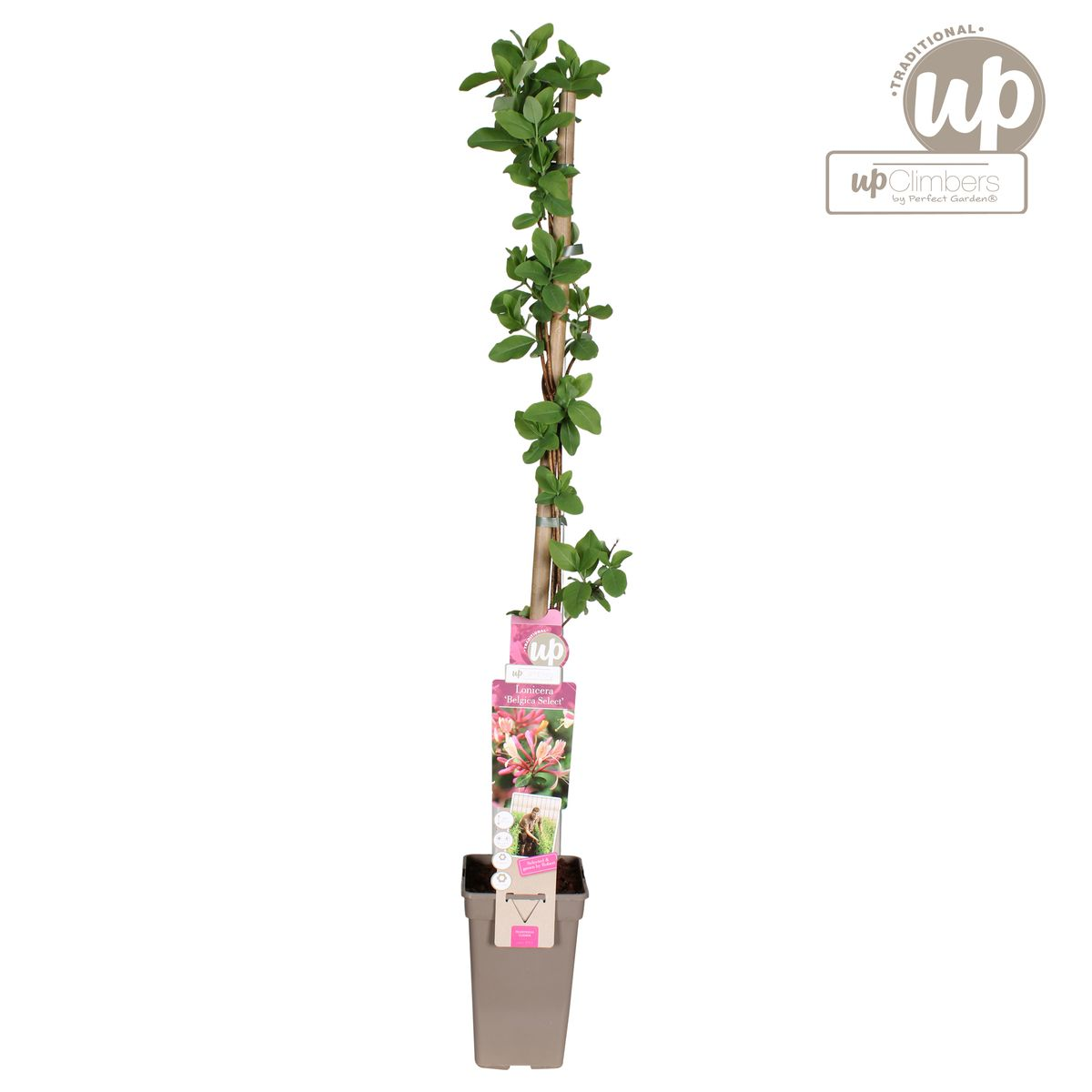 Duft-Heckenkirsche 'Belgica' – Kletterpflanze Ø15cm, 65cm hoch