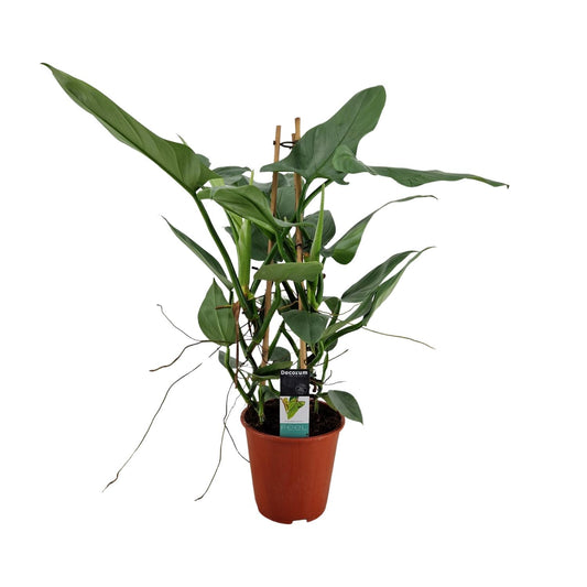 Philodendron Grey – Pflegeleichte Zimmerpflanze Ø19cm