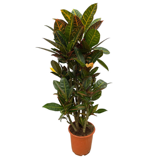 Codiaeum Petra vertakt – farbenfroher Croton 100 cm