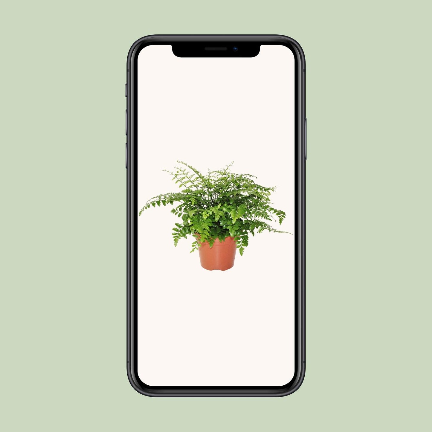 Asplenium Parvati – Pflegeleichter Spleenwort Ø17cm