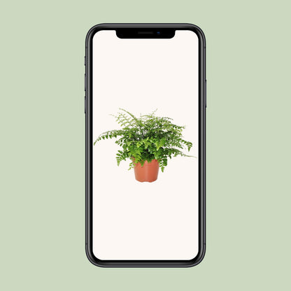 Asplenium Parvati – Pflegeleichter Spleenwort Ø17cm