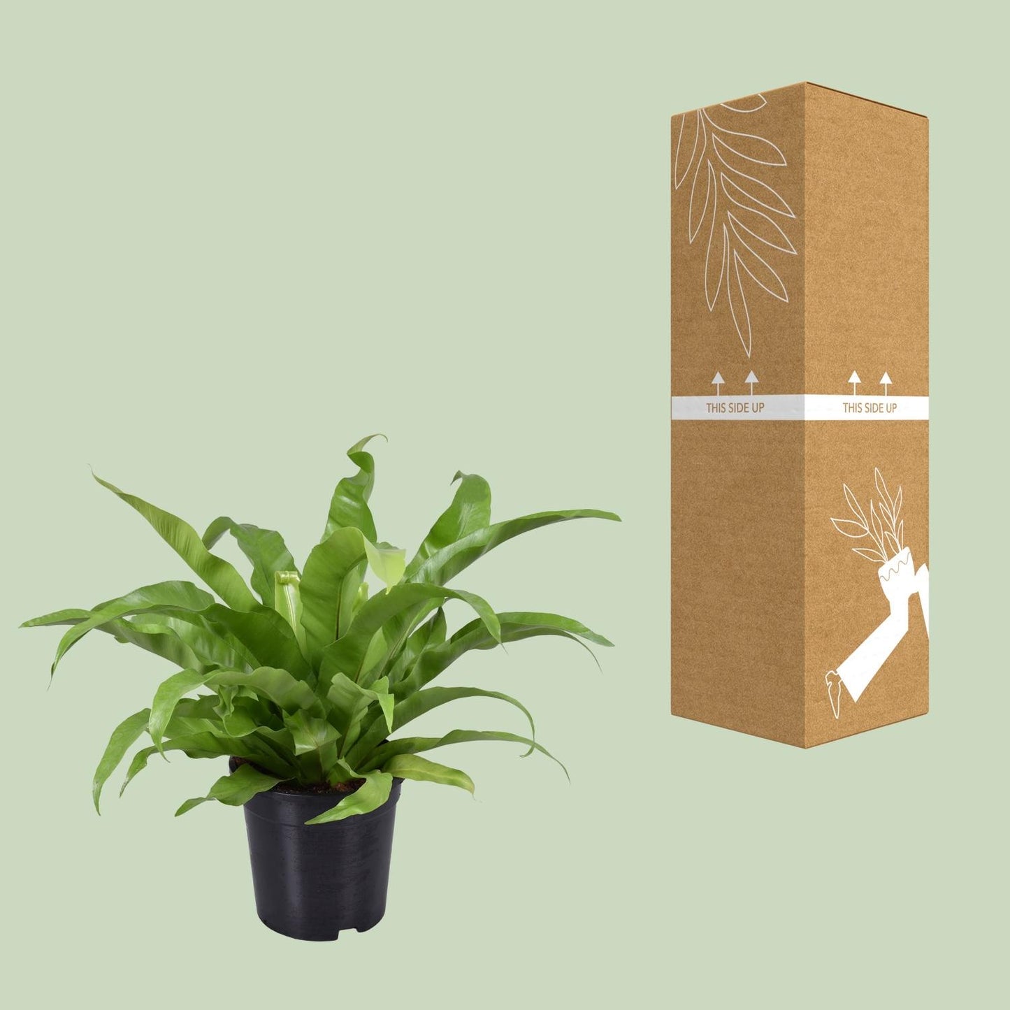 Nestfarn 'Asplenium' – Pflegeleichte Zimmerpflanze 45 cm