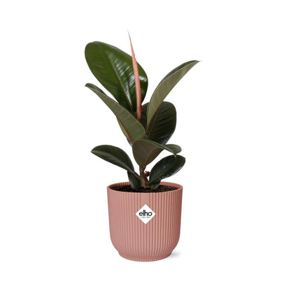 Ficus Elastica ‘Robusta’ im ELHO Vibes Fold 14cm Topf rosa