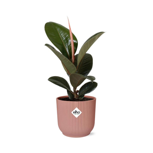Ficus Elastica ‘Robusta’ im ELHO Vibes Fold 14cm Topf rosa