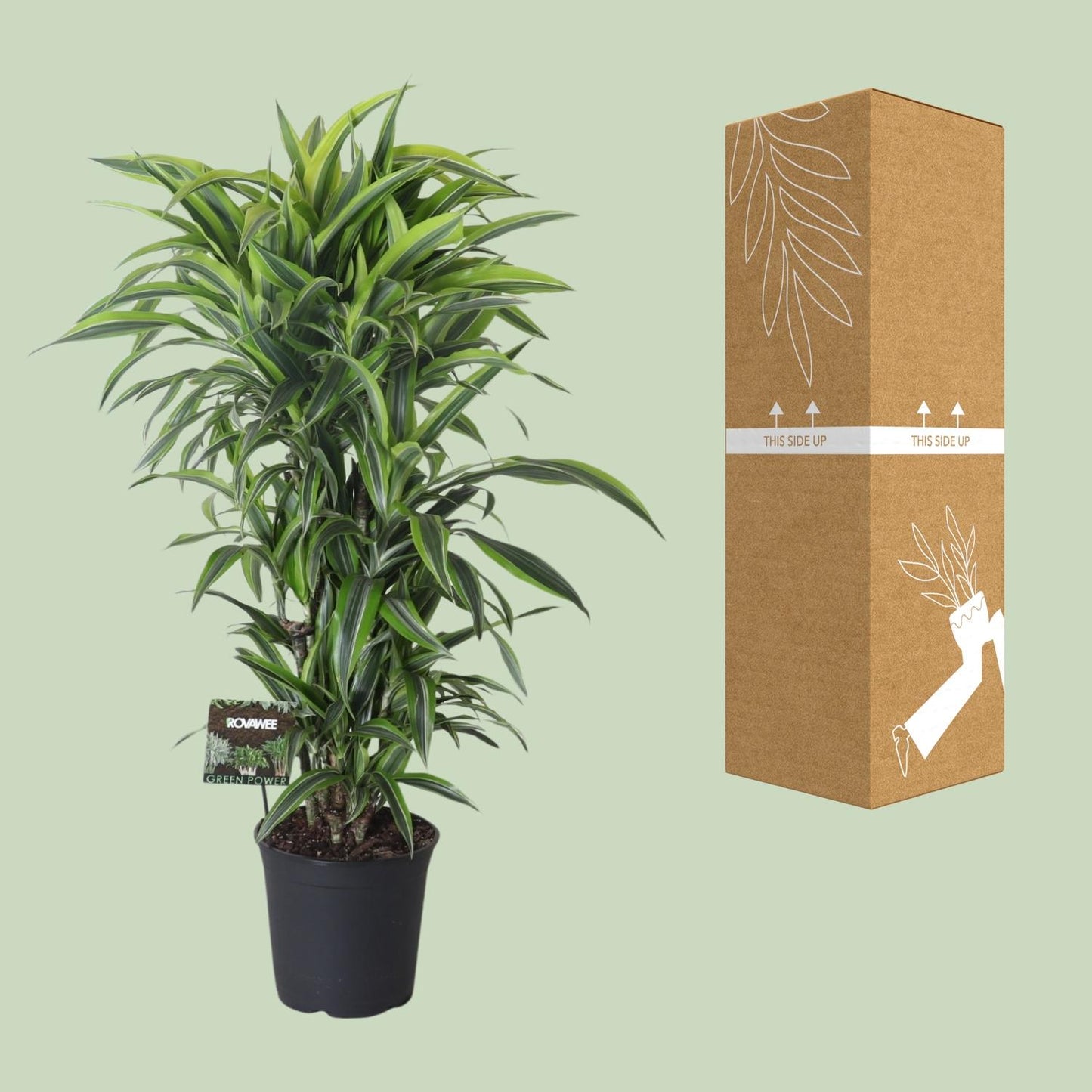 Drachenbaum Lemon Lime – 120 cm pflegeleichte Zimmerpflanze