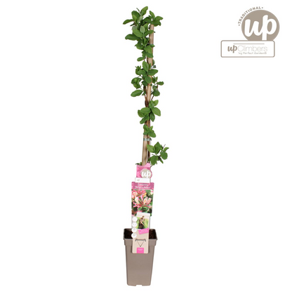 Lonicera periclymenum 'Belgica' – Duftendes Geißblatt Ø15cm